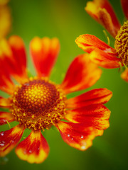 Close-up photo of marigold blooming in the garden with beautiful bokeh green and orange background.