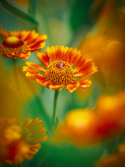 The background is beautiful green and orange bokeh, marigolds blooming in the garden.