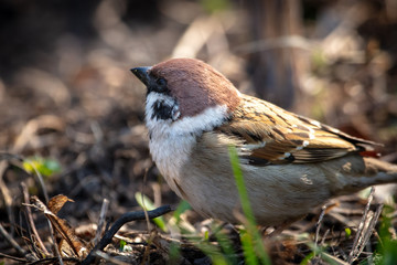 Sparrow on the ground in spring