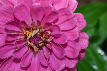 Beautiful zinnia is growing on a spring meadow close up. Zinnia elegans.