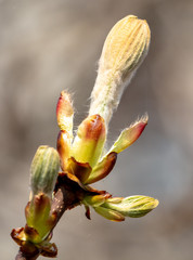 Drop bud on a tree branch in spring