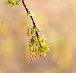 Drop bud on a tree branch in spring