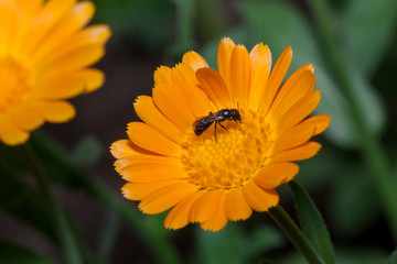 Beautiful orange calendula is growing on a meadow. Live nature.