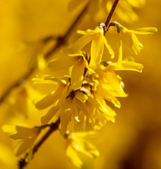 Yellow flower in the park in spring