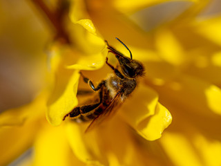 Yellow flower in the park in spring