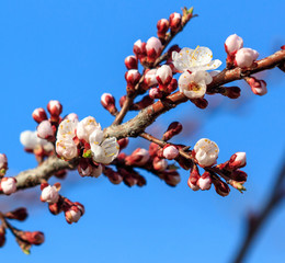 Apricot flowers on a background of blue sky in spring