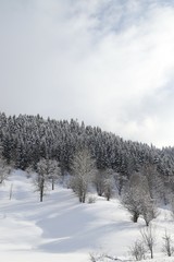 wintertime landscape photos and snowy pine trees.artvin/turkey