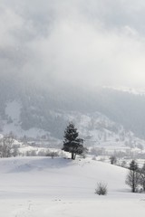 Fototapeta na wymiar wintertime landscape photos and snowy pine trees.artvin/turkey