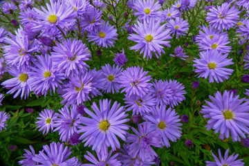 Fototapeta premium seamless background with flowers