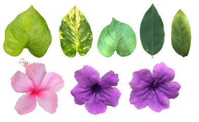 The tropical green leaves isolated in white background, blooming pink and purple flowers with clipping path and dicut easily to use as a natural object.