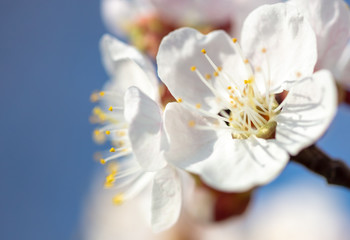 Fototapeta na wymiar Apricot flowers on a background of blue sky in spring