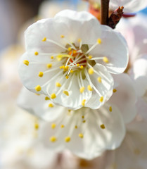 Flowers on apricot in the park in spring