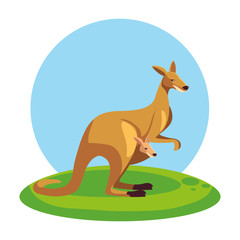 Fototapeta premium cute australian kangaroo with background landscape