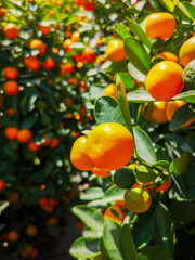 Ripe tangerines on a tree in the park