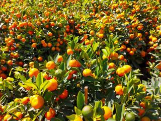 Ripe tangerines on a tree in the park