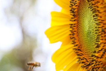 ฺThe big Common sunflower  in garden