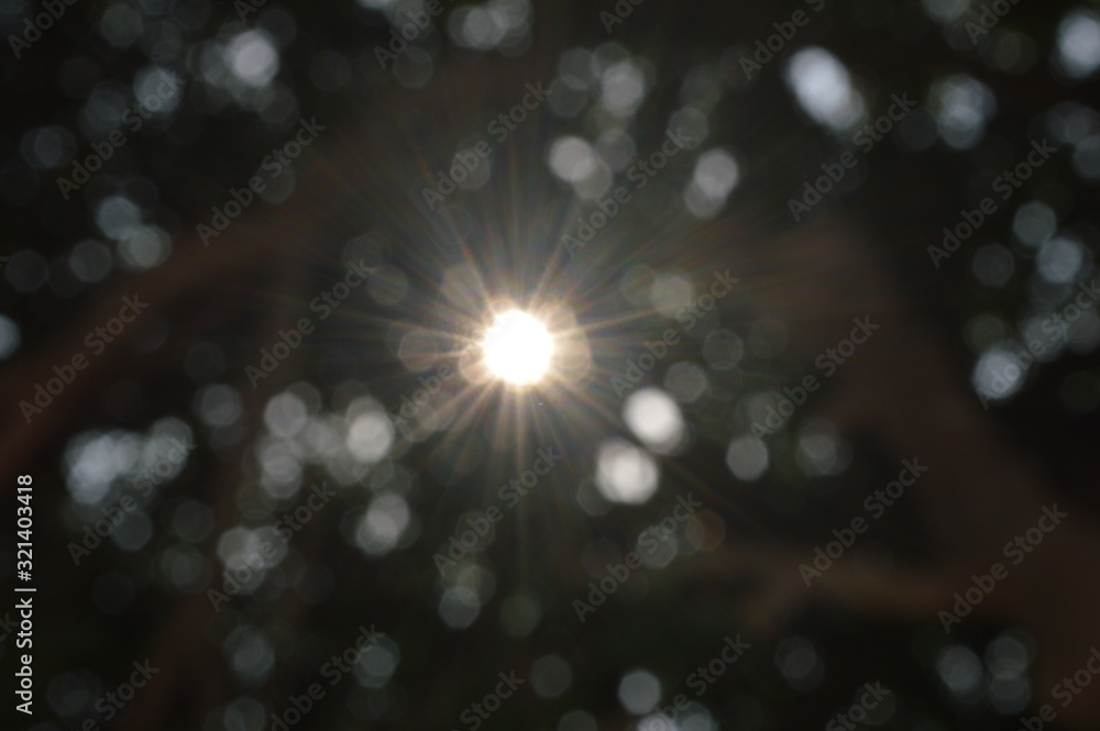 Canvas Prints The bokeh of sunlight shining through the trees.