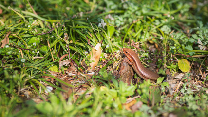 冬眠から覚めた日本蜥蜴