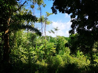 Naturerlebnis Dschungel Dschungelstrand Thailand