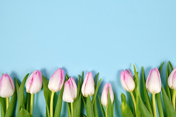 Spring flat lay background with white tulip flowers with pink tips in a row with blank light blue copy space above