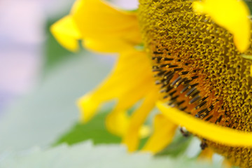 ฺThe big Common sunflower  in garden