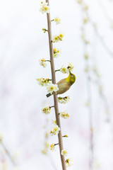 白梅の蜜を吸う目白