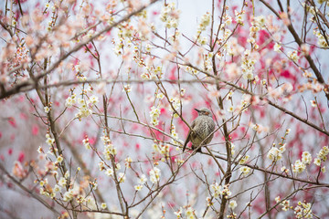 梅の枝に留まるヒヨドリ