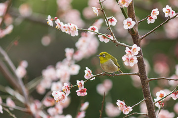 梅の枝に留まる目白