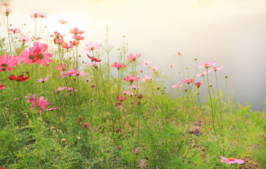 Obraz na płótnie Canvas Beautiful cosmos flower blooming in the summer garden field under sunlight in nature