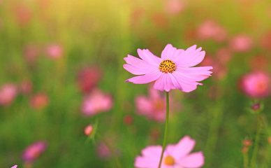 Cosmos flower in the summer garden with rays of sunlight in nature