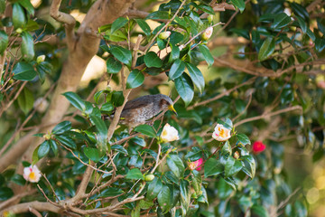 花粉を嘴につけたヒヨドリ