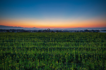 日の入り後の菜の花畑