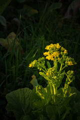 夕日を浴びる菜の花