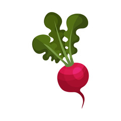 Radish with Top Leaves Isolated on White Background Vector Illustration