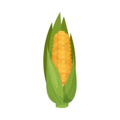 Ripe Corn Cob Isolated on White Background Vector Illustration. Organic Food for Cooking