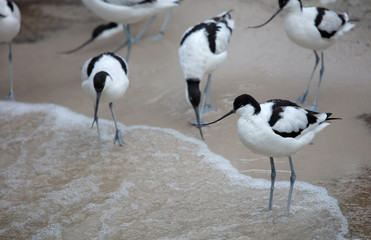 Wader: black and white Pied avocet on the beach