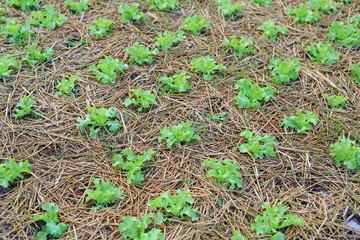 Green oak lettuce plant in farm