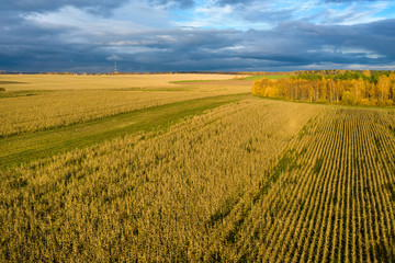 Aerial View Of An Agricultural Field With Corn In Autumn Evening