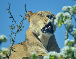 Barbary lion, Panthera leo, yawning and 
