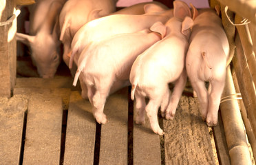 Little pigs at farm waiting for food. Shallow depth of field. and sucking milk