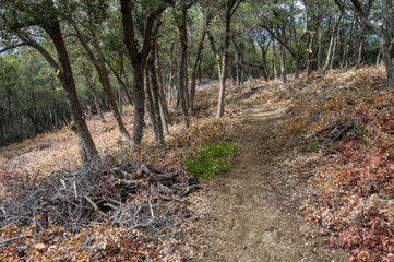 Hiking through the San Gabriel Mountains in California