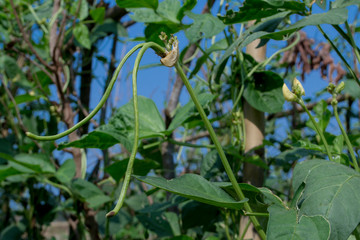 Organic yardlong bean plants are growing in the fields.