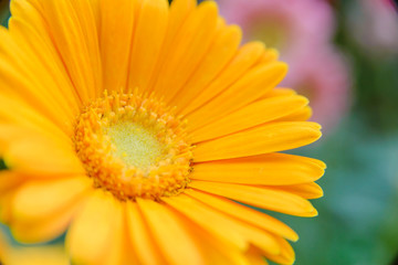 Beautiful yellow flower with blurred background in garden. Copy space