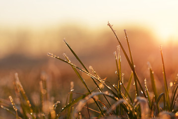 Fototapeta premium Frozen grass close up at sunset. Nature background.