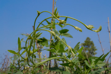 Organic yardlong bean plants are growing in the fields.