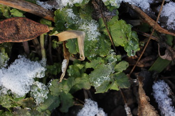 Snow on green leaves and grass. Young green plants pushing their way through the snow in the spring