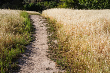A path through the grass in the Santa Monica Mountains, California