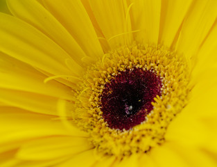 Gerberas are multi-colored. Macro. Beautiful bouquet for the holiday. I congratulate you. Greeting card for the holiday. Spring mood.