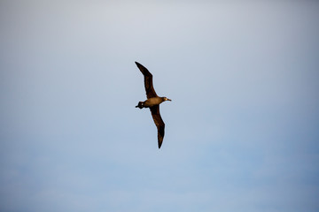 Fototapeta na wymiar 空を飛ぶクロアシアホウドリ