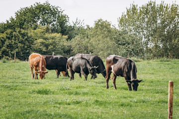 Fototapeta na wymiar Group of cows grazing on a green meadow. Cows graze on the farm